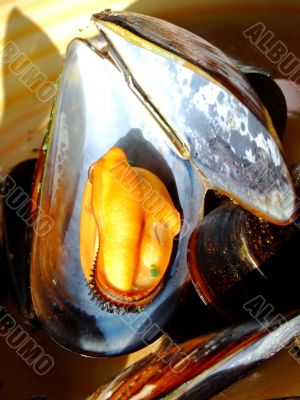 Cooked mussels