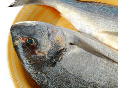Gilthead bream