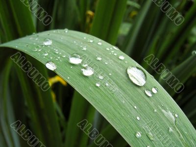 Water droplets on  the iris blade