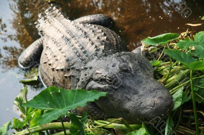 Alligator in the sun