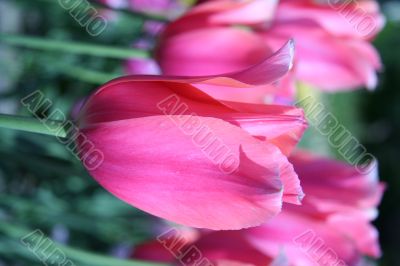 Red tulips