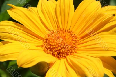 Yellow gerbera daisy flower