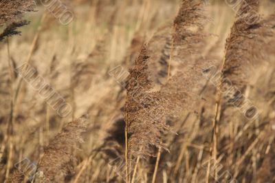 Grass in the wind background texture