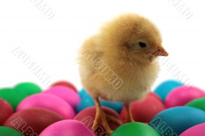 chicks and eggs
