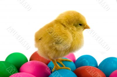 chichen and easter eggs