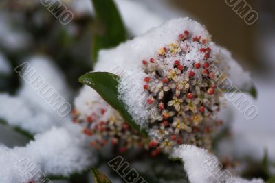 Covered with snow.