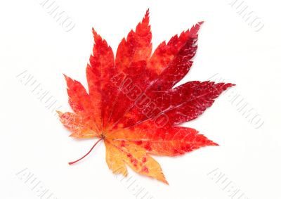 Maple leaf