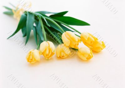 Yellow tulips