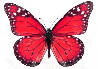 Beautiful butterfly Beautiful butterfly
