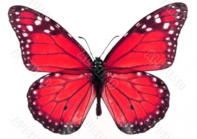 Beautiful butterfly