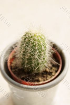 Golden barrel cactus miniature