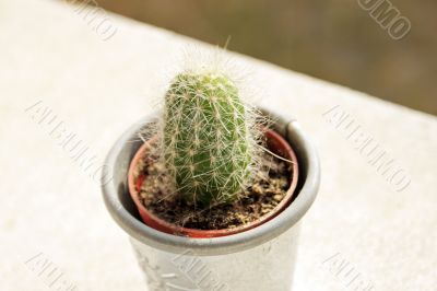 Golden barrel cactus miniature
