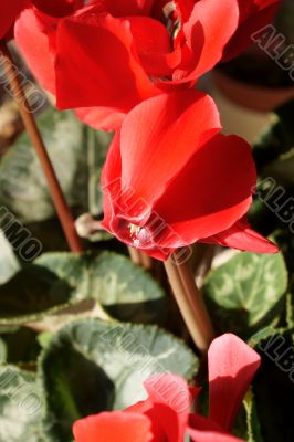 Cyclamen