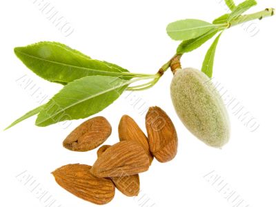 Young almond