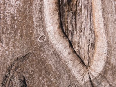 The bark of an Oak tree