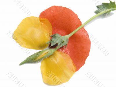 Petals of a red and yellow poppy