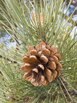 Pine cone on a branch with needles