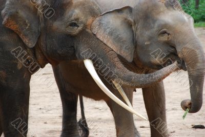 Asian Elelphants A