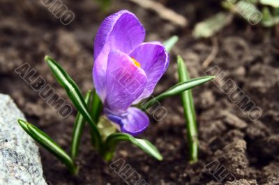 blue crocus