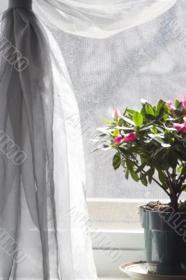 Purple flowers in sunshine at window