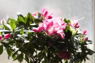 Purple flowers in sunshine at window