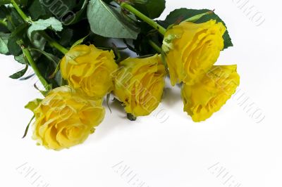 yellow roses