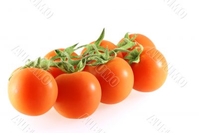small fresh juicy tomatos small fresh juicy tomatos