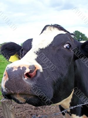 Curious Cow