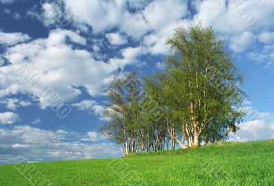 Nice clumb of trees