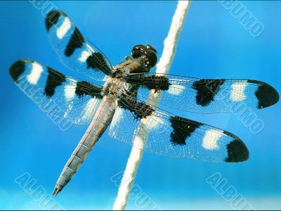 blue dragon-fly