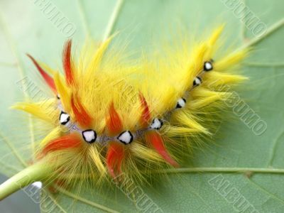 caterpillar