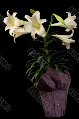 Vertical Easter Lily
