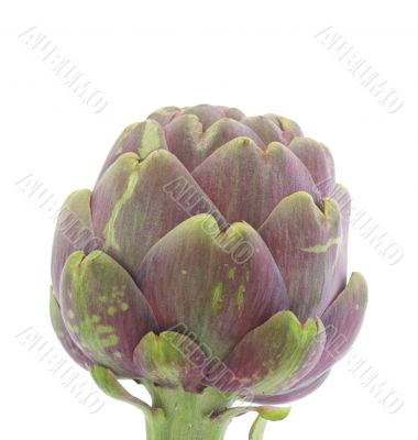 Artichoke