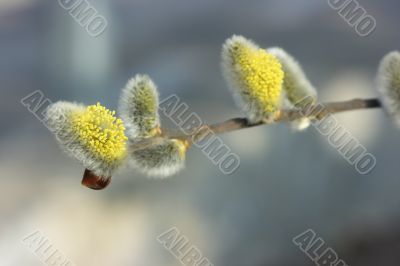 Blooming pussy-willows Blooming pussy-willows