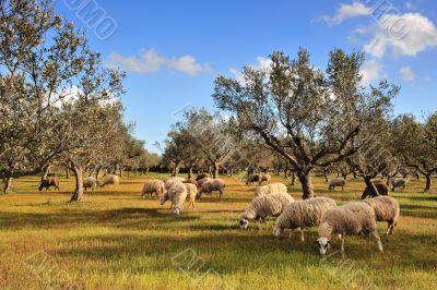 Sheep in olive tree field