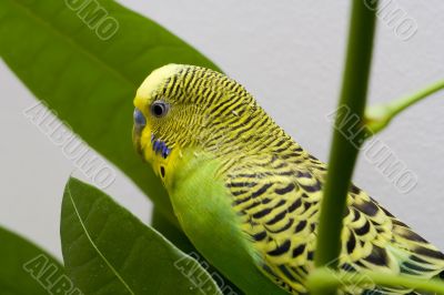 Macro close-up of classic green parakeet