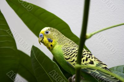 Macro close-up of classic green parakeet