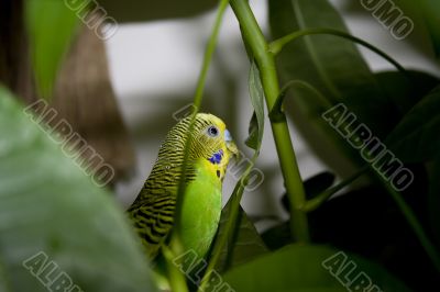 Macro close-up of classic green parakeet