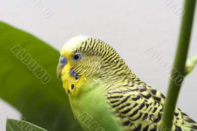Macro close-up of classic green parakeet Macro close-up of classic green parakeet