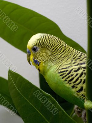 Macro close-up of classic green parakeet