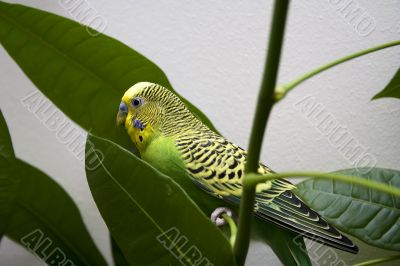 Macro close-up of classic green parakeet