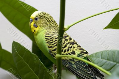 Macro close-up of classic green parakeet