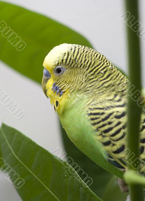 Macro close-up of classic green parakeet