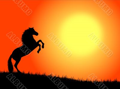 Horse in the sunset