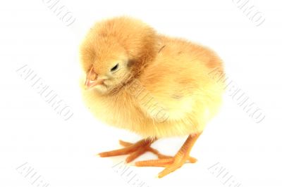 yellow chicken