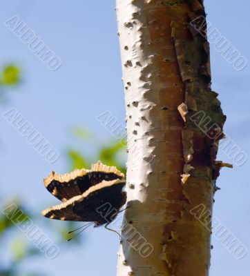 butterfly on a birch
