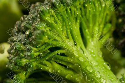 broccoli water broccoli water