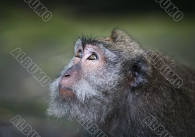 Portrait of the monkey
