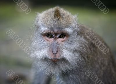 Portrait of the monkey