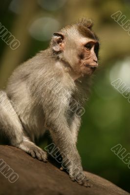 Portrait of the monkey
